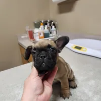 King, a male French Bulldog for sale in Griffin, GA – Photo 2 of 9