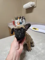 King, a male French Bulldog for sale in Griffin, GA – Photo 2 of 10