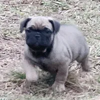 King, a male French Bulldog for sale in Griffin, GA – Photo 3 of 9