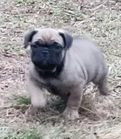 King, a male French Bulldog for sale in Griffin, GA – Photo 3 of 10