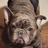 King, a male French Bulldog for sale in Griffin, GA – Photo 5 of 9