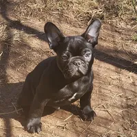 AKC CRYBABY, a male French Bulldog for sale in Griffin, GA – Photo 1 of 6