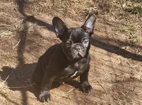 CRYBABY, a male French Bulldog for sale in Griffin, GA – Photo 1 of 9