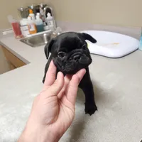 AKC CRYBABY, a male French Bulldog for sale in Griffin, GA – Photo 2 of 6