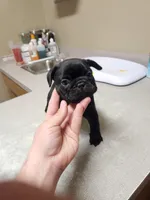 CRYBABY, a male French Bulldog for sale in Griffin, GA – Photo 3 of 9