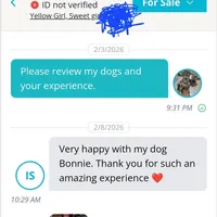 AKC CRYBABY, a male French Bulldog for sale in Griffin, GA – Photo 6 of 6