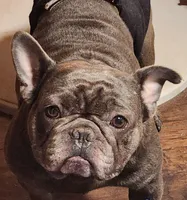 CRYBABY, a male French Bulldog for sale in Griffin, GA – Photo 5 of 9