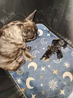 CRYBABY, a male French Bulldog for sale in Griffin, GA – Photo 6 of 9