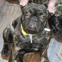 AKC CRYBABY, a male French Bulldog for sale in Griffin, GA – Photo 4 of 6