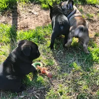 AKC CRYBABY, a male French Bulldog for sale in Griffin, GA – Photo 3 of 6