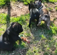 CRYBABY, a male French Bulldog for sale in Griffin, GA – Photo 2 of 9