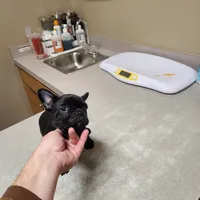 Lilly, a female French Bulldog for sale in Griffin, GA – Photo 6 of 9