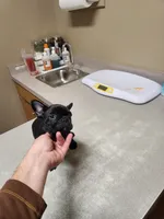 Lilly, a female French Bulldog for sale in Griffin, GA – Photo 6 of 10