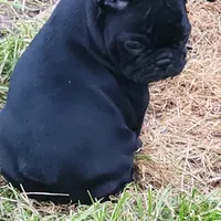 Lilly, a female French Bulldog for sale in Griffin, GA – Photo 2 of 9