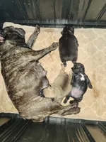 Lilly, a female French Bulldog for sale in Griffin, GA – Photo 5 of 10