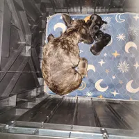 Lilly, a female French Bulldog for sale in Griffin, GA – Photo 7 of 9