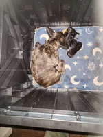 Lilly, a female French Bulldog for sale in Griffin, GA – Photo 7 of 10