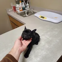 Lilly, a female French Bulldog for sale in Griffin, GA – Photo 8 of 9