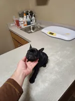 Lilly, a female French Bulldog for sale in Griffin, GA – Photo 8 of 10