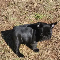 Lilly, a female French Bulldog for sale in Griffin, GA – Photo 1 of 9