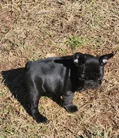 Lilly, a female French Bulldog for sale in Griffin, GA – Photo 2 of 10