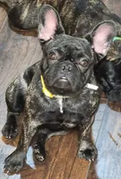 Lilly, a female French Bulldog for sale in Griffin, GA – Photo 3 of 10
