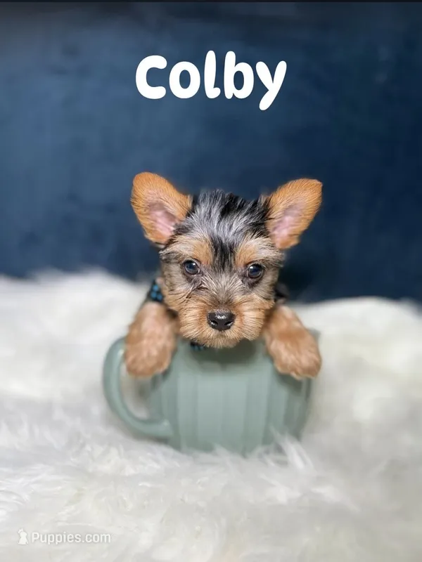 Colby – Yorkshire Terrier puppy for sale in Chicago, IL