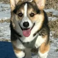 Red, a male Pembroke Welsh Corgi for sale in Nanjemoy, MD – Photo 3 of 3