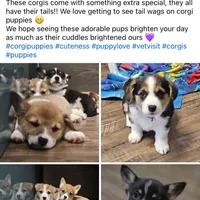 Red, a male Pembroke Welsh Corgi for sale in Nanjemoy, MD – Photo 2 of 3