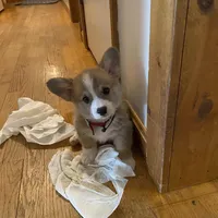 Red, a male Pembroke Welsh Corgi for sale in Nanjemoy, MD – Photo 1 of 3