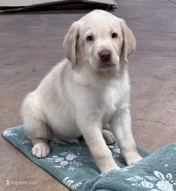 Gorgeous – Labrador Retriever puppy for sale in El Centro, CA