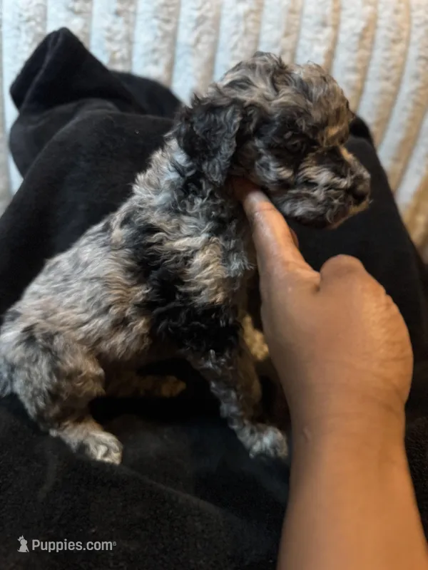Robin – Labradoodle puppy for sale in Charlotte, NC