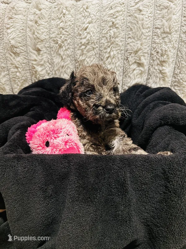 Bev – Labradoodle puppy for sale in Charlotte, NC