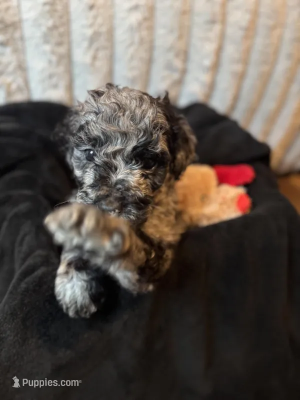 Rachel – Labradoodle puppy for sale in Charlotte, NC