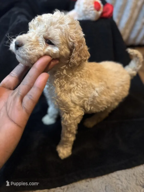 Kreme – Labradoodle puppy for sale in Charlotte, NC
