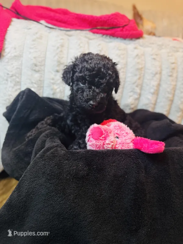 Oreo – Labradoodle puppy for sale in Charlotte, NC