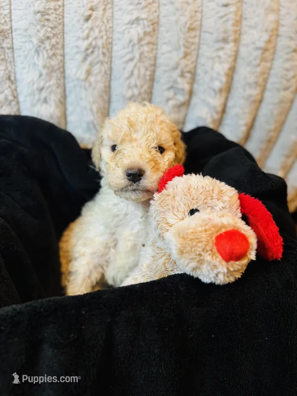 Billy – Labradoodle puppy for sale in Charlotte, NC