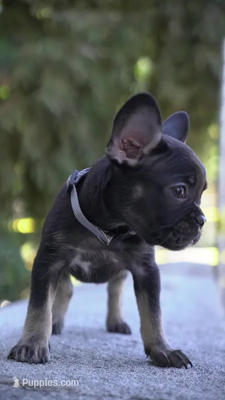 Puggs – French Bulldog puppy for sale in Los Angeles, CA