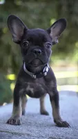 Puggs, a male French Bulldog for sale in Los Angeles, CA – 2 of 3