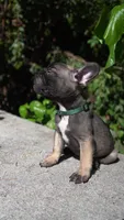 Theodore, a male French Bulldog for sale in Los Angeles, CA – 2 of 3