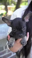 Chapo, a male French Bulldog for sale in Los Angeles, CA – 2 of 3