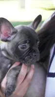 Milo, a male French Bulldog for sale in Los Angeles, CA – 2 of 3