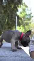 Alvin, a male French Bulldog for sale in Los Angeles, CA – 3 of 3