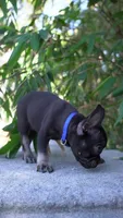 Chapo, a male French Bulldog for sale in Los Angeles, CA – 3 of 3