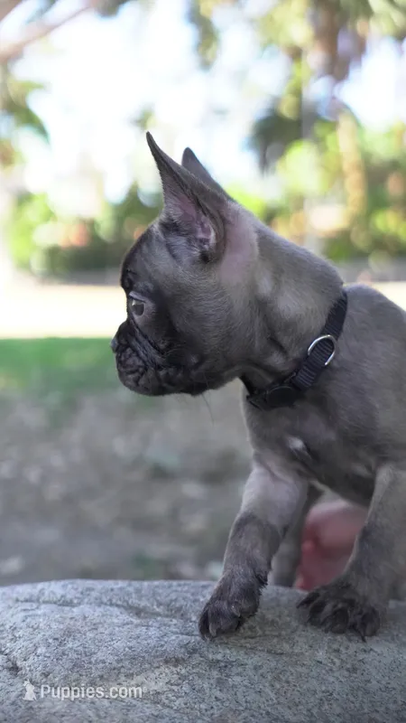Milo – French Bulldog puppy for sale in Los Angeles, CA