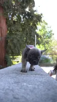 Alvin, a male French Bulldog for sale in Los Angeles, CA – 2 of 3