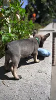 Theodore, a male French Bulldog for sale in Los Angeles, CA – 3 of 3