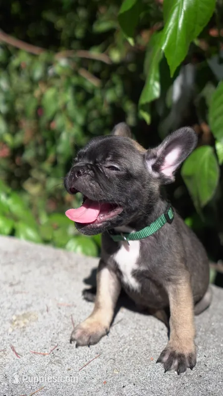 Theodore – French Bulldog puppy for sale in Los Angeles, CA