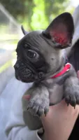 Alvin, a male French Bulldog for sale in Los Angeles, CA – 1 of 3