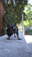 Puggs, a male French Bulldog for sale in Los Angeles, CA – 3 of 3